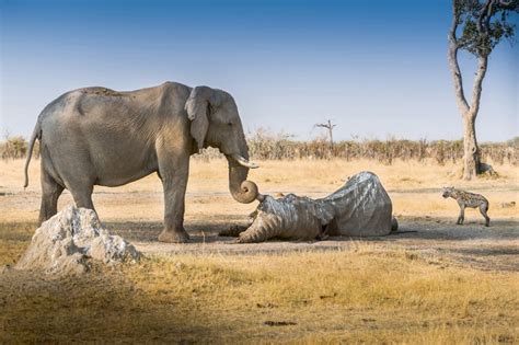  The Unseen Elephant : A Mysterious Tale of Nature's Magic and Hidden Truths!