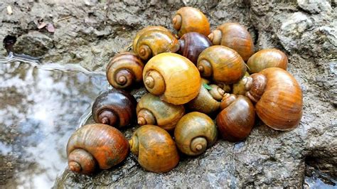  Keong Mas - A Magical Snail and Its Journey Through Love and Sacrifice!