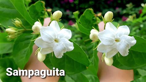  The Origin of the Sampaguita Flower: A Tale Weaving Love, Loss, and Celestial Intervention!