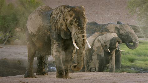  The Unseen Elephant : A Mysterious Tale of Nature's Magic and Hidden Truths!